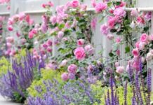 Квіти, що говорять про турботу: ідеї для подарунків і догляду