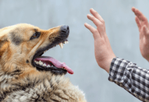 На Дніпропетровщині зростає кількість випадків сказу: деталі