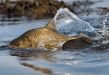 З 1 квітня на Дніпропетровщині стартує нерестова заборона: подробиці