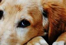 Чому собака постійно лиже лапи: норма чи проблема