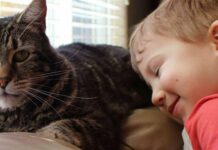 Друг на все життя: які домашні тварини живуть найдовше