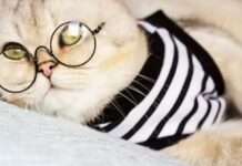 Коли кіт старіє: правда, яка здивує багатьох