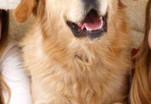 Лайфхаки для власників тварин: як забути про шерсть у квартирі