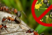 Як позбутися мурах у будинку: прості, але дієві методи