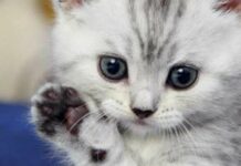 Найдружелюбніші коти: 12 порід, що підкорять ваше серце