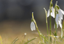 Весна на порозі: яка погода чекає українців на початку березня