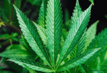 В Україні запустили електронну систему “єКоноплі”: що це означає для бізнесу