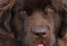 Собаки-велетні: найбільші породи, які вражають своїми габаритами