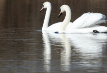Добрі наміри — смертельні наслідки: у Кам’янському масово гинуть лебеді