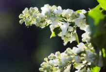 Весна не поспішає: синоптики розповіли, чи будуть заморозки у квітні