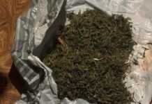 На Дніпропетровщині правоохоронці виявили у двох братів канабісу майже на 300 тисяч гривень