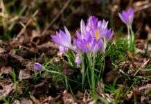 Не зривайте і не купуйте. Які штрафи загрожують українцям через первоцвіти