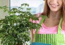 Дихайте легше: кімнатні рослини, що очищають повітря і створюють затишок