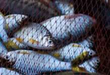 У Кам’янському браконьєр сплатить понад 83 тис. грн за 45 рибин, які виловив за допомогою сітки