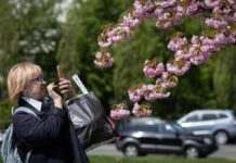 У Києві розквітають сакури та магнолії: де їх можна побачити (фото)