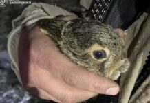 Запорізькі надзвичайники врятували зайченя під час пожежі в екосистемах