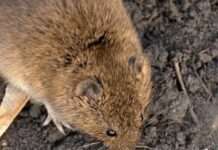 Як прогнати щурів із саду: цибуля та інші хитрощі