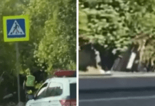 У Дніпрі Volkswagen перекинувся і врізався в дерево — постраждали двоє людей