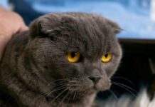 Світ очима кота: які іграшки обрати, щоб справді зацікавити улюбленця