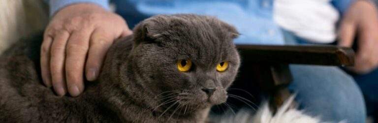 Світ очима кота: які іграшки обрати, щоб справді зацікавити улюбленця