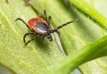 Кліщі атакують: коли розпочинається сезон і як захиститися