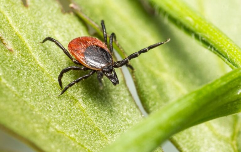 Кліщі атакують: коли розпочинається сезон і як захиститися