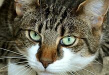 Що робити, якщо кішка будить вас о 5 ранку: ефективні поради