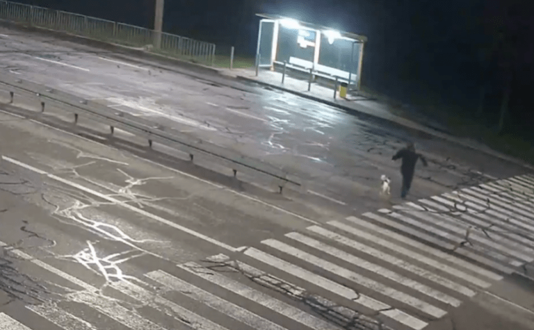 Перебігав дорогу з собакою: на Набережній Заводській у Дніпрі Toyota насмерть збила чоловіка