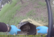 Людяність перемогла: патрульні Запоріжжя врятували котів, приречених на загибель