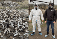 Забруднили тушами померлих тварин 2 тис. м землі на Дніпропетровщині – судитимуть підприємців і фермера