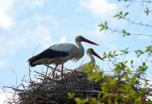 Відсьогодні в Україні стартує “сезон тиші”: що це означає
