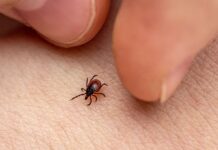 В Україні почався сезон кліщів: як уберегтися від укусів і серйозних хвороб