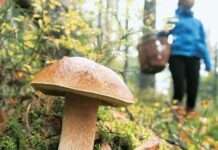 У Кривому Розі діти отруїлися консервованими грибами