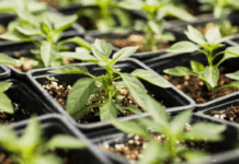 Коли сіяти город у квітні: дні, що обіцяють щедрий урожай