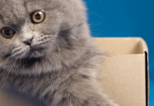Чому коти обожнюють коробки та пакети: розгадуємо загадку пухнастих улюбленців