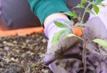 Чи можна працювати на землі у Світлий тиждень після Великодня: думка церкви