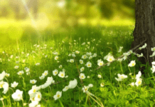 Весна з сюрпризом: синоптики розповіли, якою буде погода в Україні найближчими днями