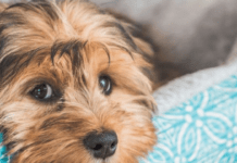 Поведінка собак на прогулянці: симптоми прихованих захворювань