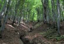 Найбільший в Європі вербовий ліс. Як Каховське водосховище уникло пилових бур