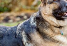 Чи можуть собаки бачити привидів: факти, міфи та пояснення