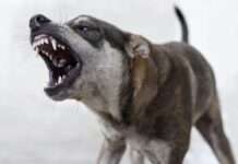 Сварка у квартирі закінчилась нападом собаки: у Полтаві двоє постраждалих