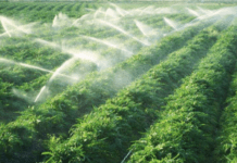 У Дніпрі розпочинається поливний сезон: скільки доведеться платити за воду