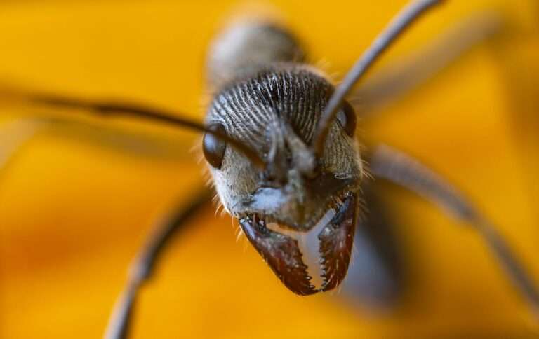 Щелепи-коси та крила: у Бразилії знайшли унікальну мураху з епохи динозаврів