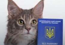Без ветпаспорта тепер нікуди: в Україні хочуть змінити правила перевезення домашніх тварин