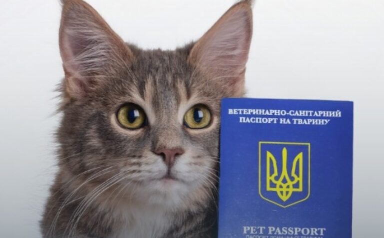 Без ветпаспорта тепер нікуди: в Україні хочуть змінити правила перевезення домашніх тварин