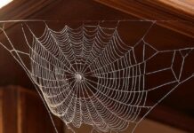 Кути без павутини: побутове рішення з довготривалим ефектом