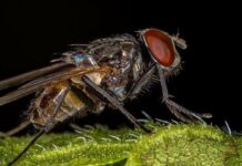 Як зробити екологічні пастки для мух: просто, дешево, ефективно