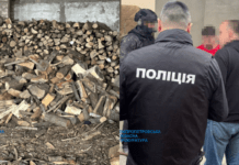 На Дніпропетровщині депутат організував масштабну вирубку лісу: деталі