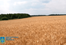 Прокурори на захисті державних інтересів: понад 21 тисячу гектарів повернуто громадам Дніпропетровщини