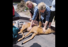 Патрульні Запоріжжя врятували знесилену козулю: подробиці